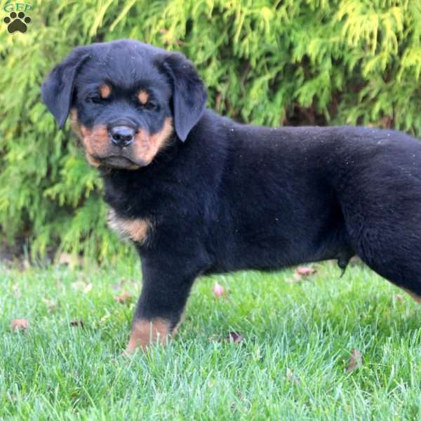Lucas, Rottweiler Puppy