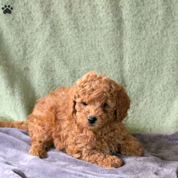 Lucas, Mini Labradoodle Puppy