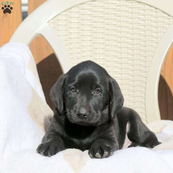 Lucas, Black Labrador Retriever Puppy