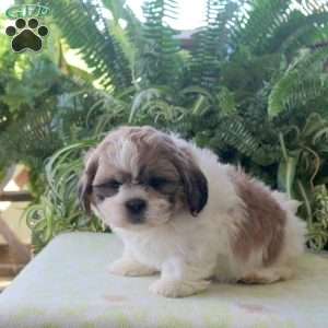 Lucas, Teddy Bear Puppy