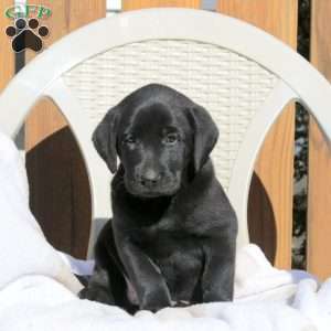 Lucas, Black Labrador Retriever Puppy