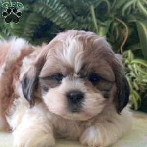 Lucas, Teddy Bear Puppy