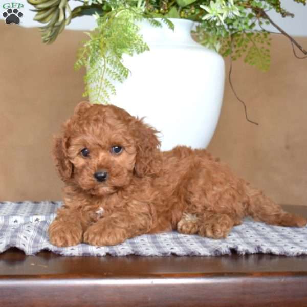 Lucky, Cavapoo Puppy