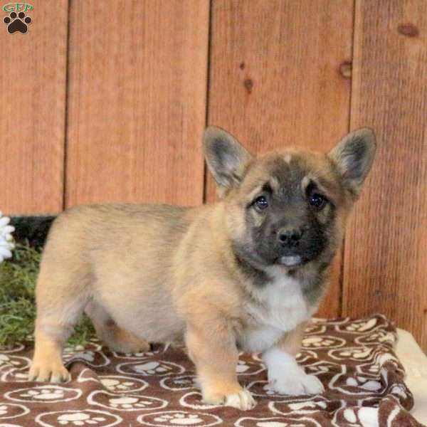 Lucky, French Bulldog Mix Puppy