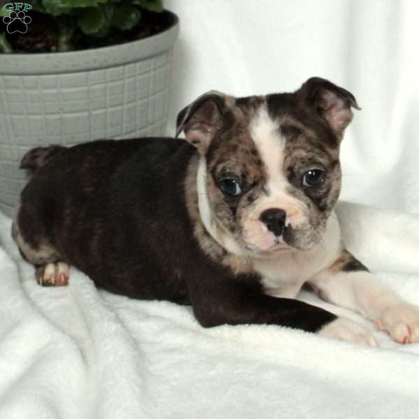 Lucky, Boston Terrier Puppy