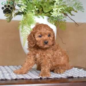 Lucky, Cavapoo Puppy
