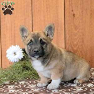 Lucky, French Bulldog Mix Puppy