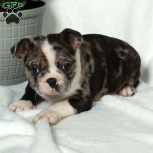 Lucky, Boston Terrier Puppy