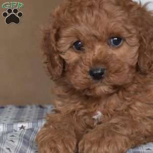 Lucky, Cavapoo Puppy