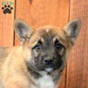 Lucky, French Bulldog Mix Puppy