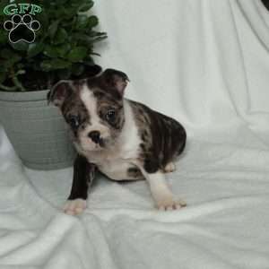 Lucky, Boston Terrier Puppy