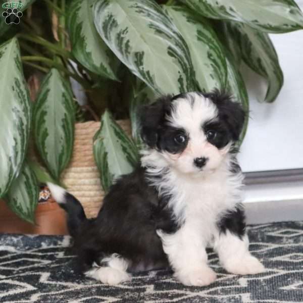 Lucky, Miniature Poodle Mix Puppy