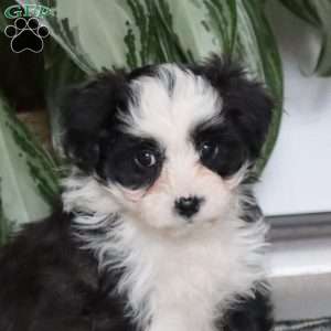 Lucky, Miniature Poodle Mix Puppy