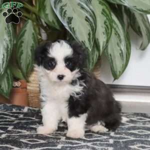 Lucky, Miniature Poodle Mix Puppy