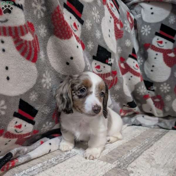 Lucky, Dachshund Puppy