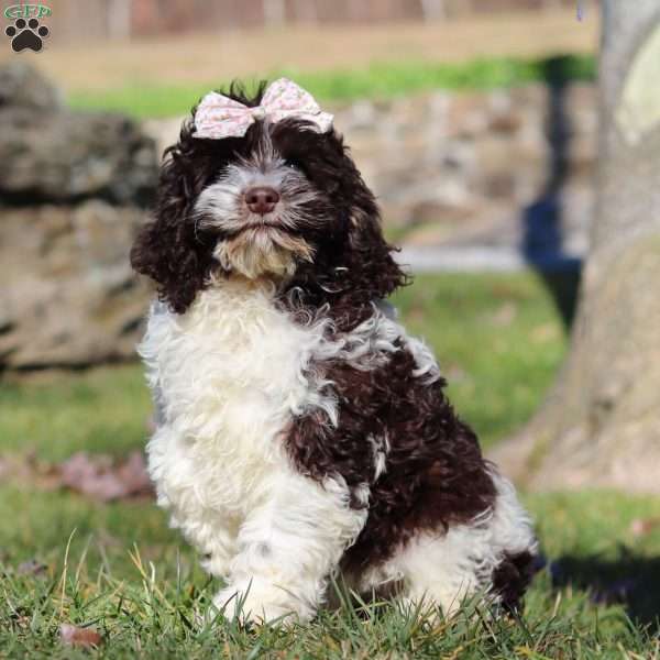 Lucy, Cockapoo Puppy