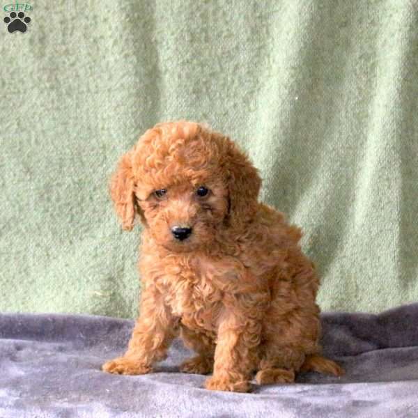 Lucy, Mini Labradoodle Puppy