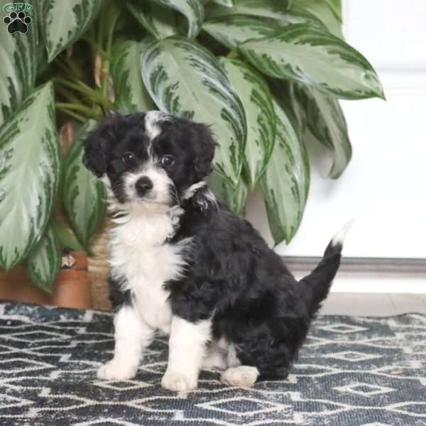 Lucy, Miniature Poodle Mix Puppy