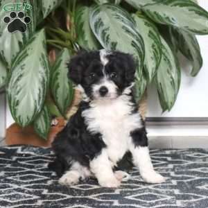 Lucy, Miniature Poodle Mix Puppy