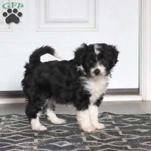 Lucy, Miniature Poodle Mix Puppy