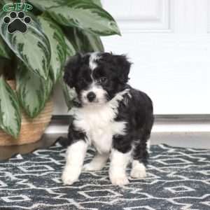 Lucy, Miniature Poodle Mix Puppy