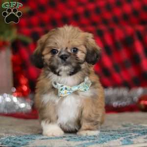 Luke, Lhasa Apso Puppy