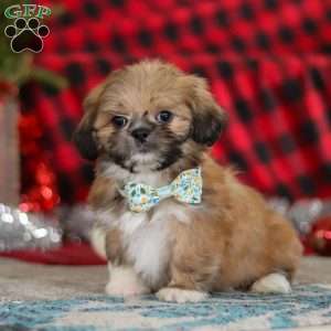 Luke, Lhasa Apso Puppy