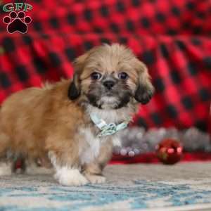 Luke, Lhasa Apso Puppy