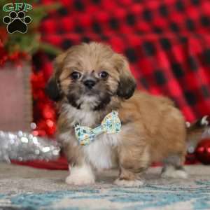 Luke, Lhasa Apso Puppy