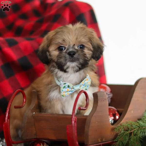 Luke, Lhasa Apso Puppy