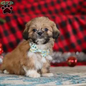 Luke, Lhasa Apso Puppy