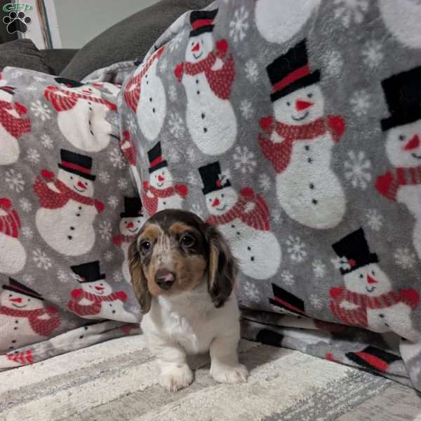 Luke, Dachshund Puppy