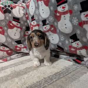 Luke, Dachshund Puppy