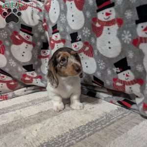 Luke, Dachshund Puppy