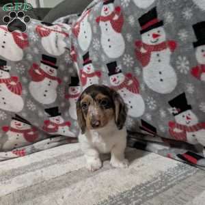 Luke, Dachshund Puppy