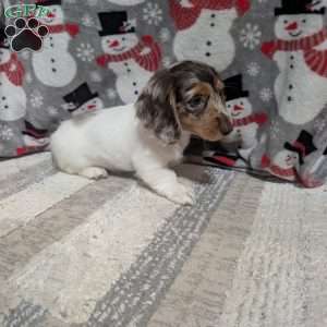 Luke, Dachshund Puppy