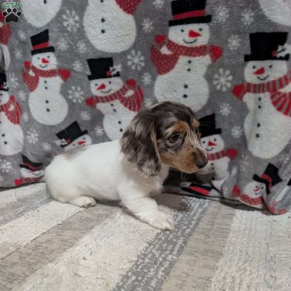 Luke, Dachshund Puppy