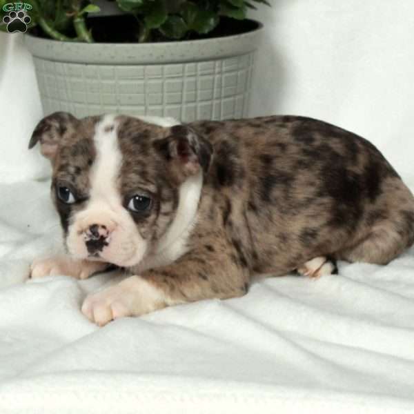 Lula, Boston Terrier Puppy