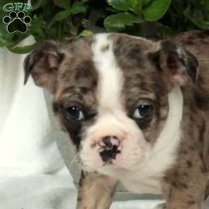 Lula, Boston Terrier Puppy