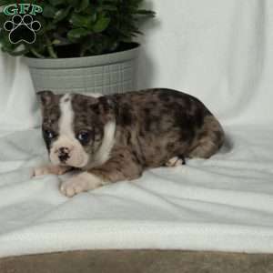 Lula, Boston Terrier Puppy