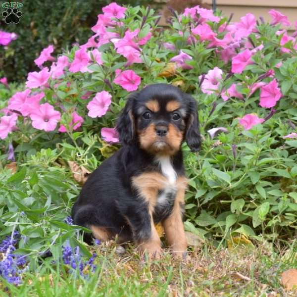 Luna, Cavalier King Charles Spaniel Puppy