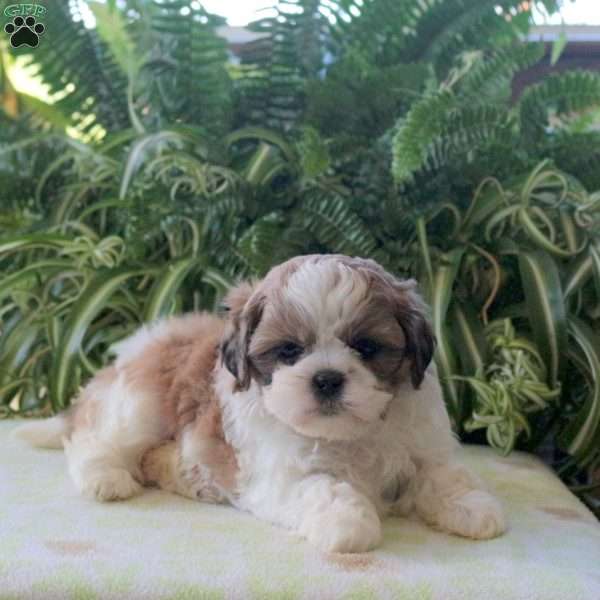 Luna, Teddy Bear Puppy