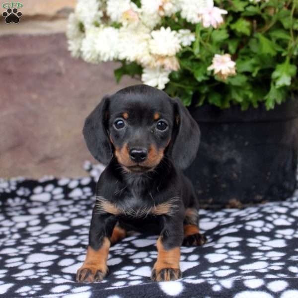 Luna, Dachshund Puppy