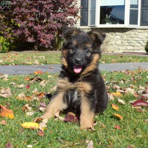 Luna, German Shepherd Puppy