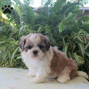 Luna, Teddy Bear Puppy