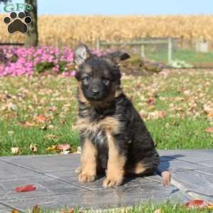 Luna, German Shepherd Puppy
