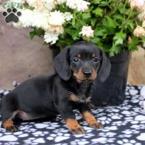 Luna, Dachshund Puppy