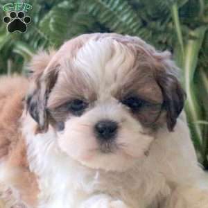 Luna, Teddy Bear Puppy