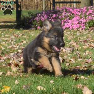 Luna, German Shepherd Puppy