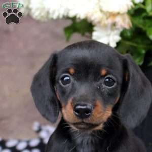 Luna, Dachshund Puppy